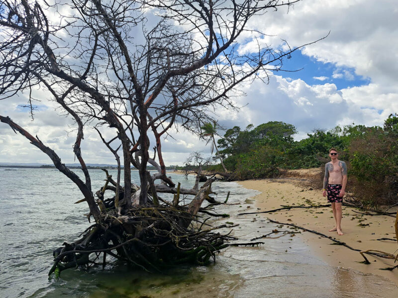 A man standing on a small piece of beach with a giant tree with exposed roots sticking outside of the water beside him