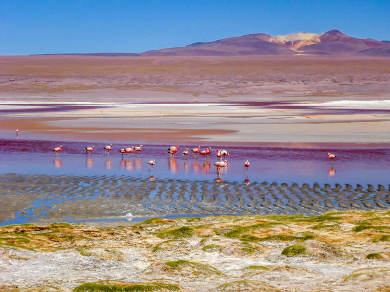 Laguna Colarada in Bolivia, a red tinged lake with bright pink flamingos. A pink and purple hued mountain and desert in the background and green mossy bumps in front of the lake.