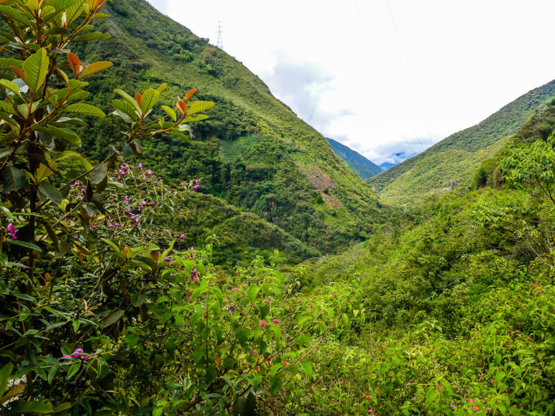 Orange and yellow flowering plants with several shades of green and many varieties of plants and trees covering hills and mountains.