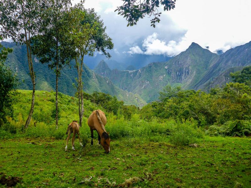 Horses at Llactapata, archaeological site about 5 km west of Machu Picchu. It overlooks ravines and a view of Machu Picchu and Huayna Picchu. There are tall trees, bright green grass and plants, tall mountains in the background, cloudy sky.