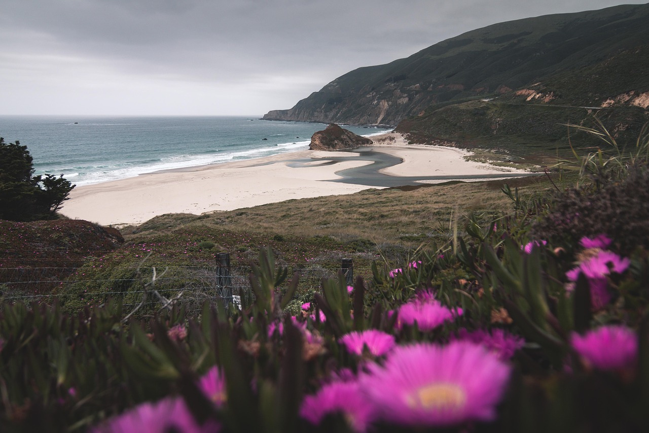 San Francisco Bay Area rolling hills, ocean, sandy beach and purple flowers.